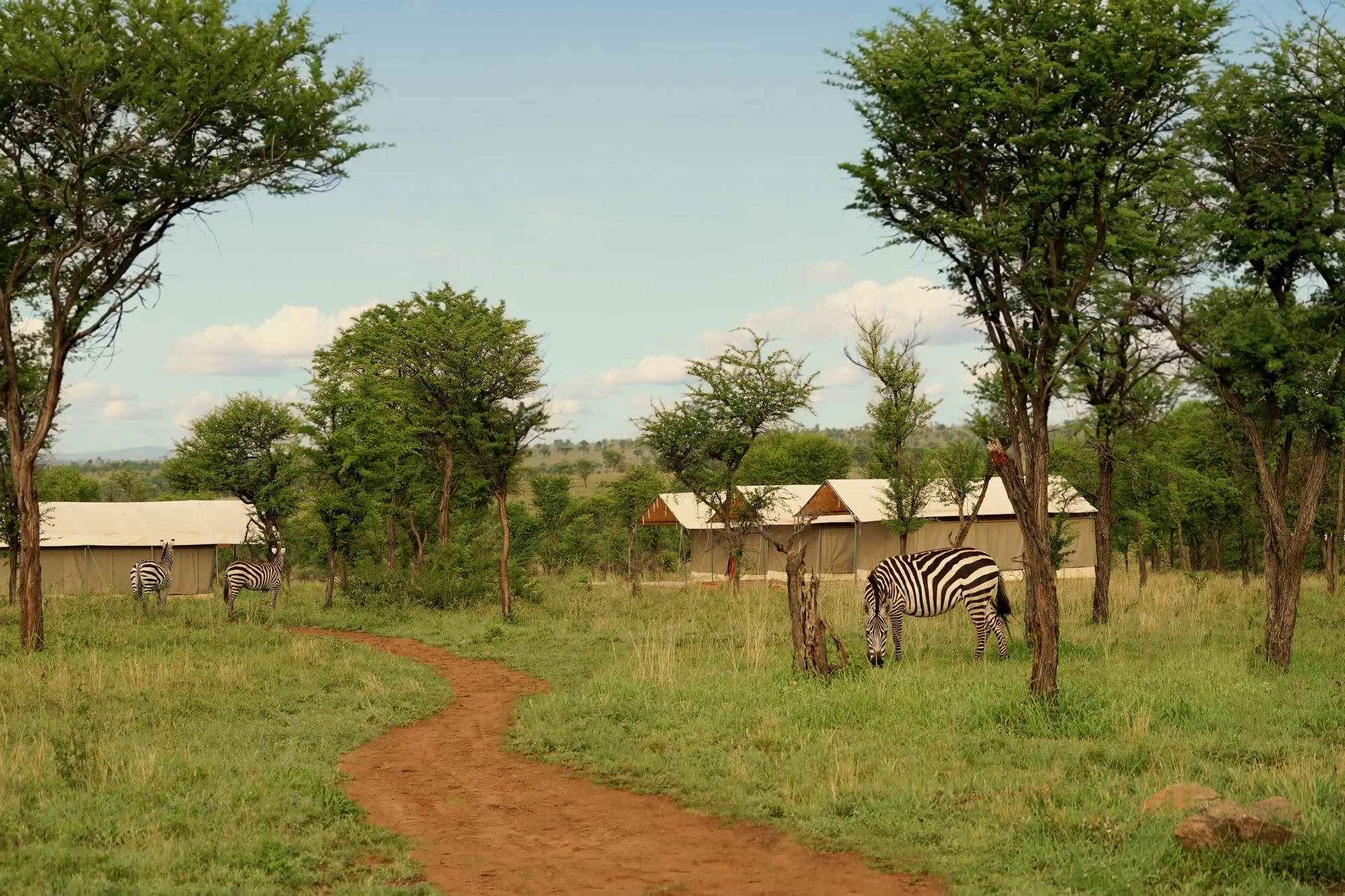 Tents among the acacias, with zebra passing
