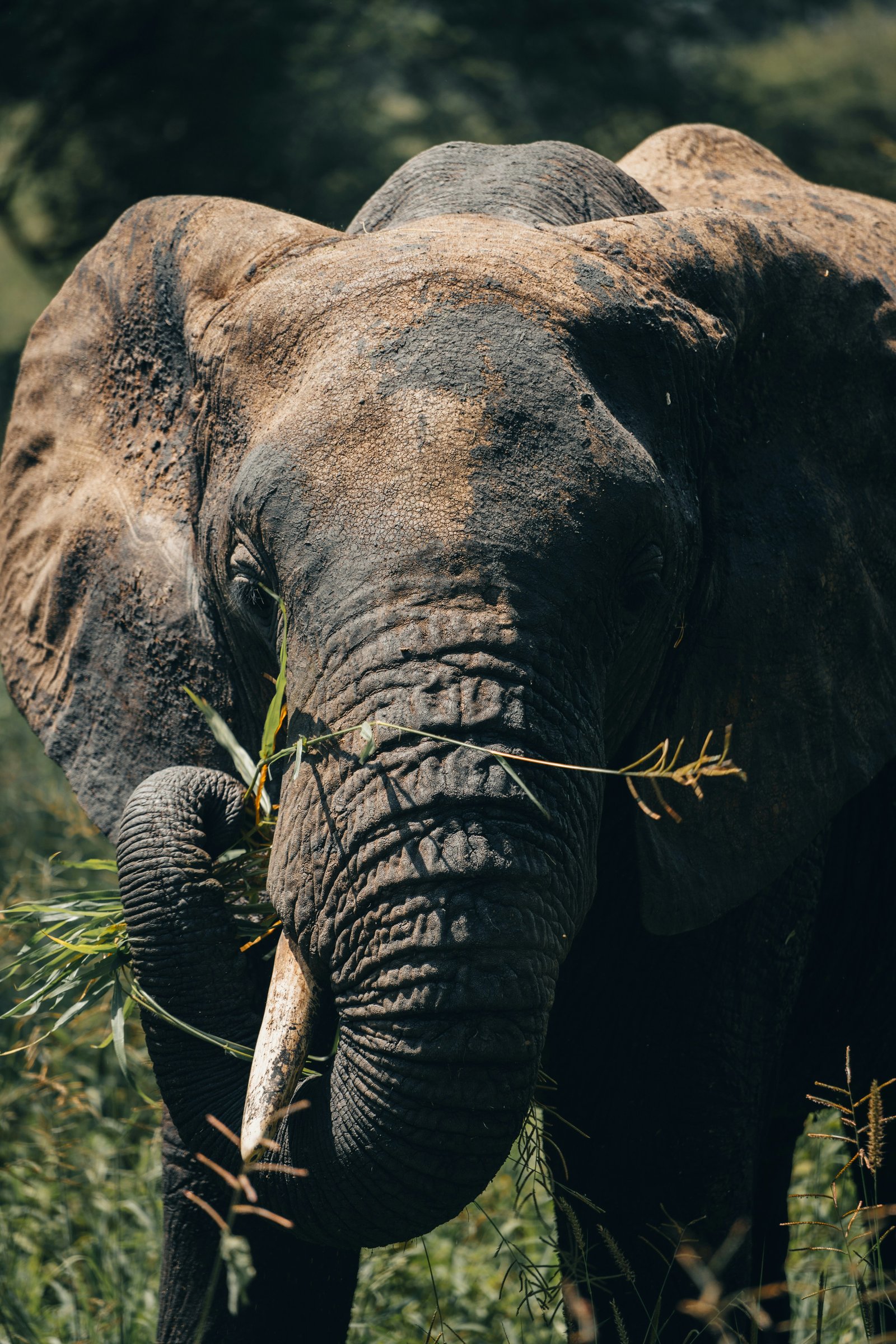 13-Day Safari and Mt Kilimanjaro