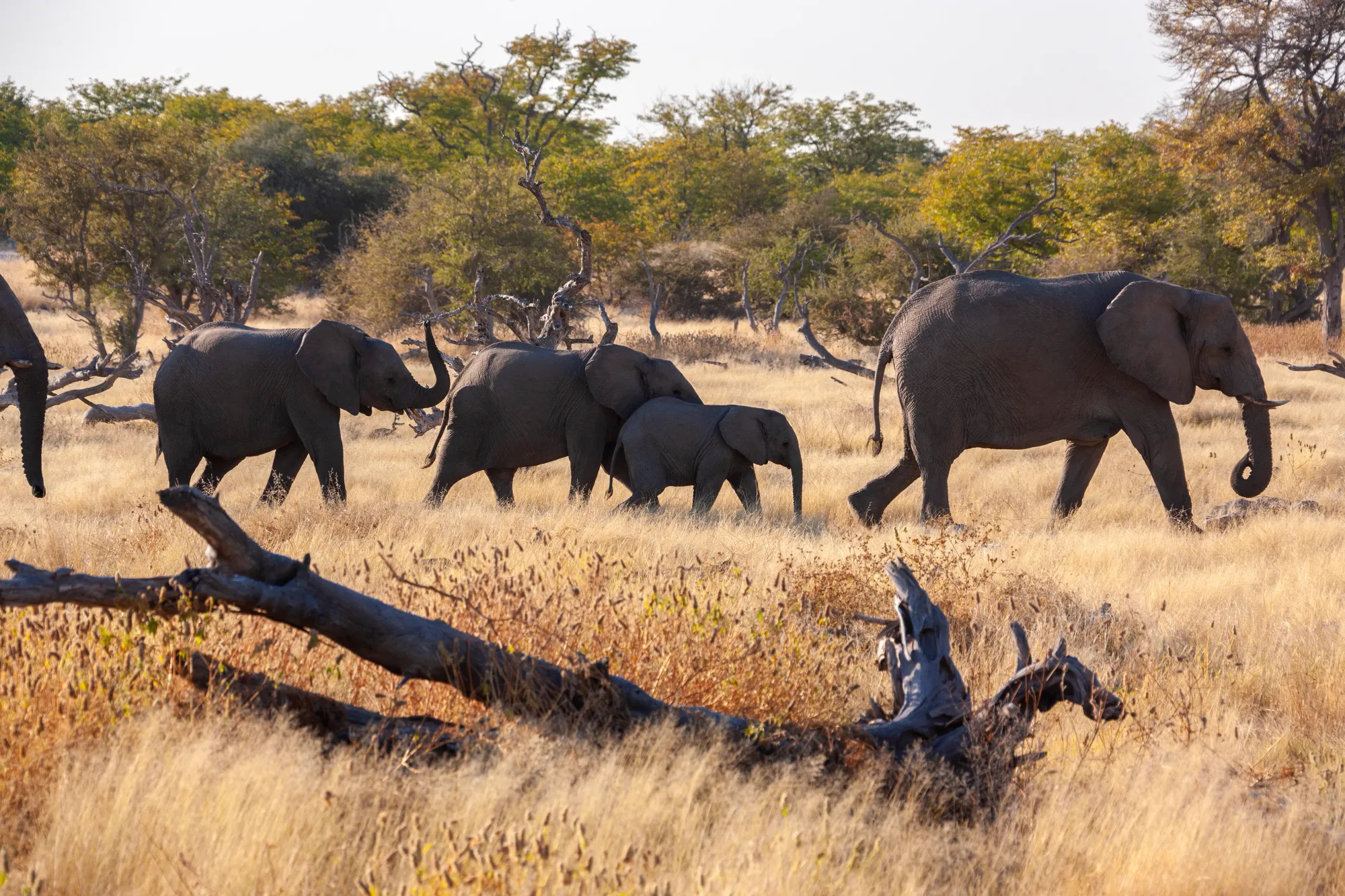 Serengeti Plains