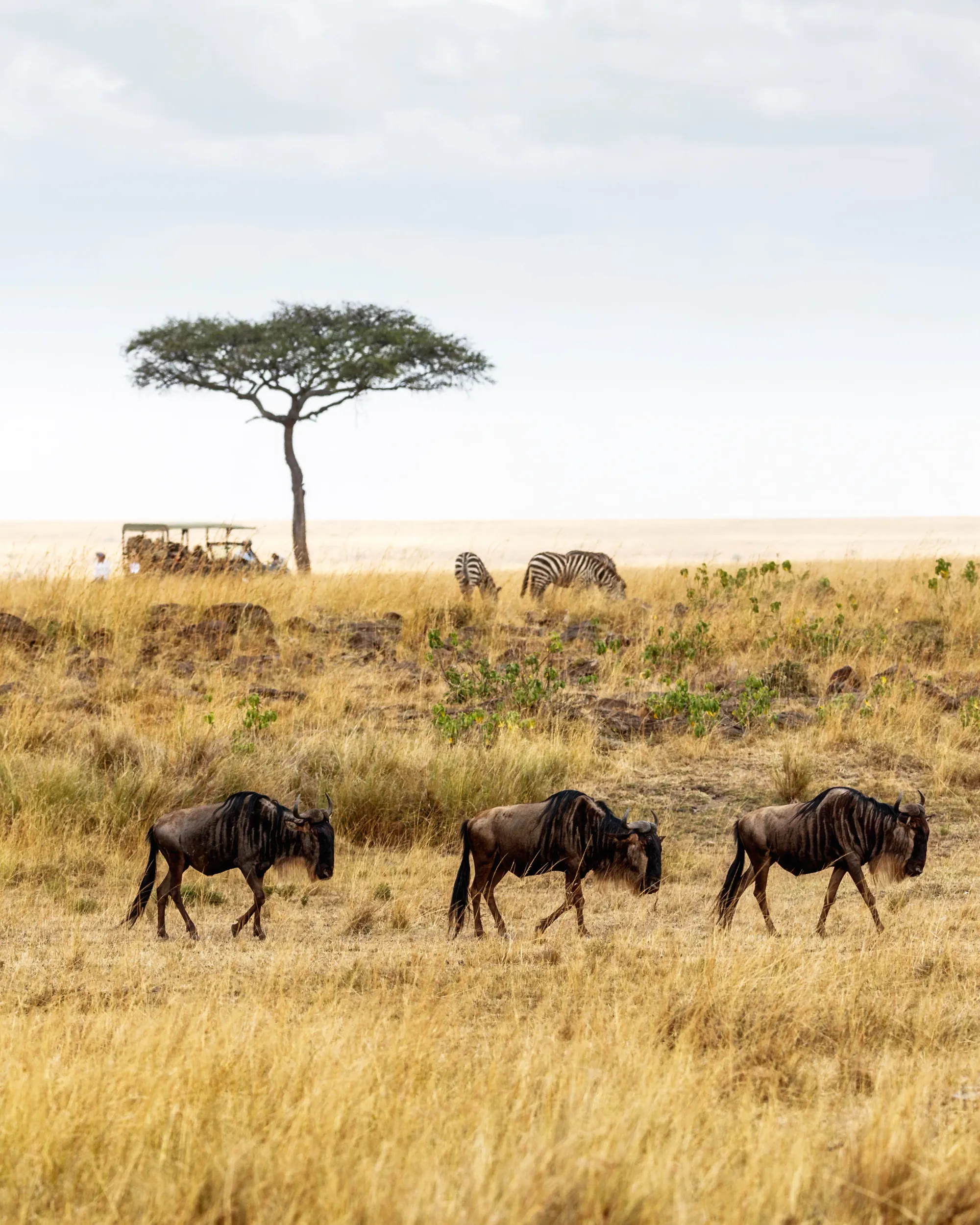 Honeymoon Safari Tanzania – photo 2