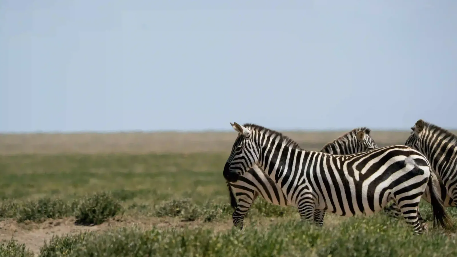 Zebras on the open short-grass plains under a pale sky