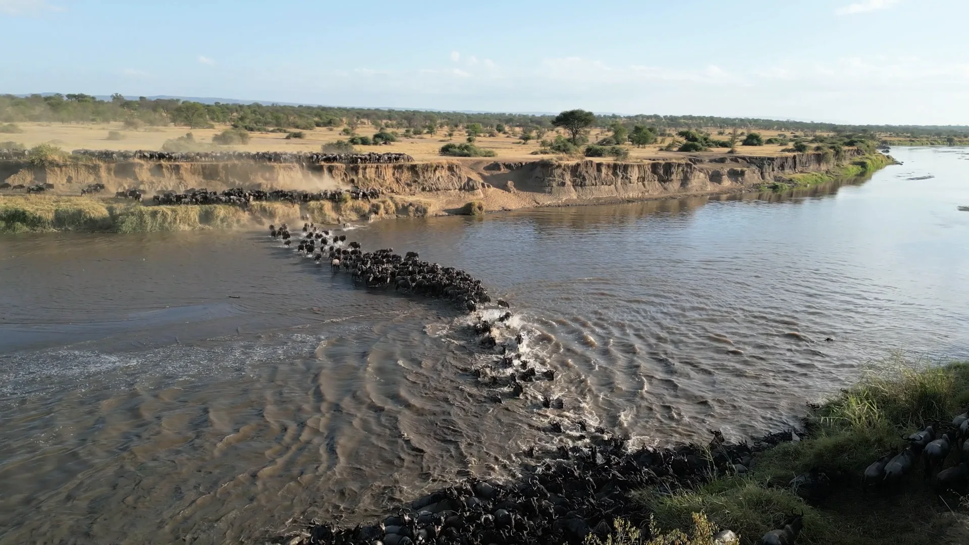 A column of wildebeest crossing a wide river below a high bank