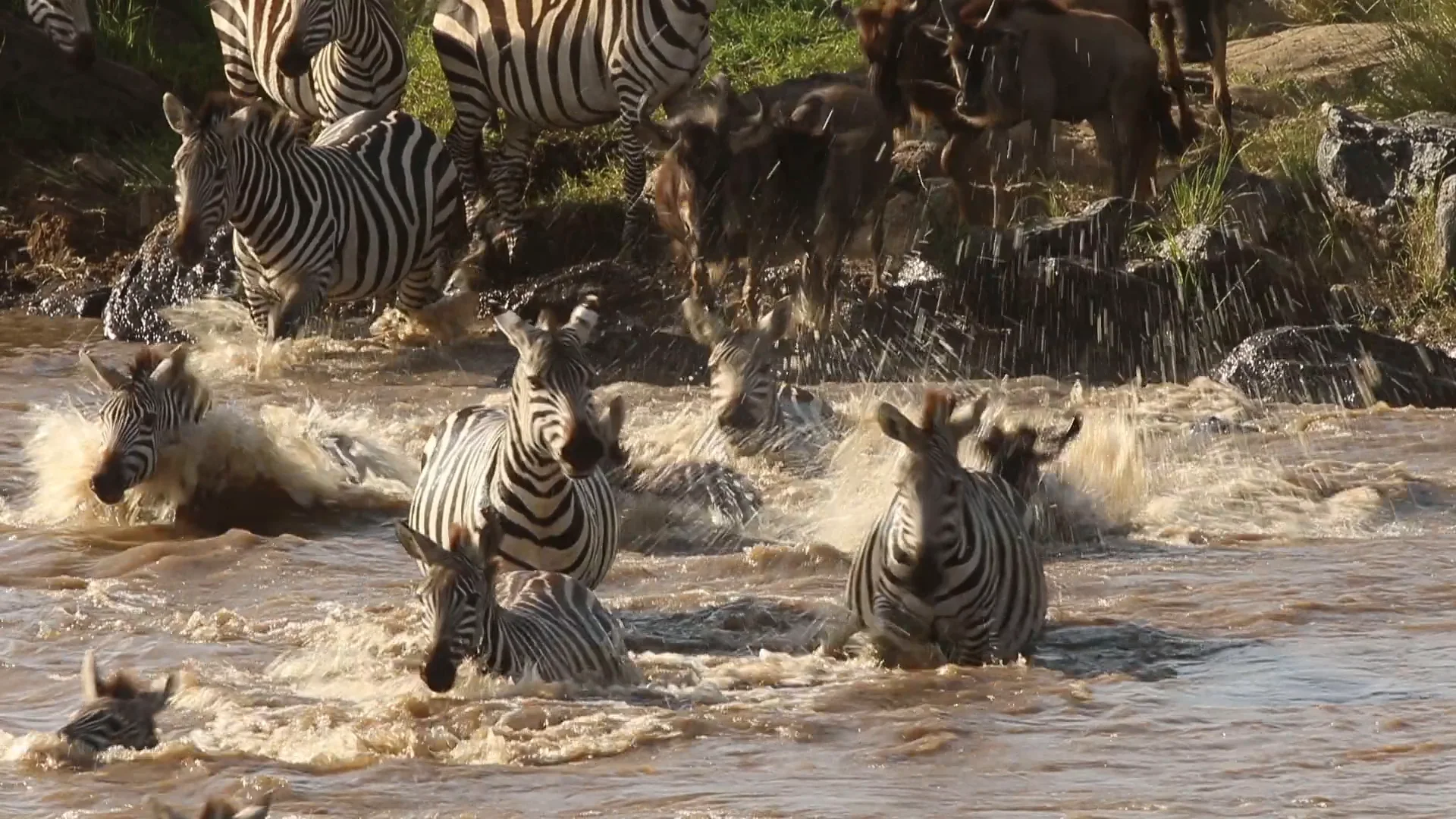 Zebras and wildebeest plunging off a rocky bank into a brown river