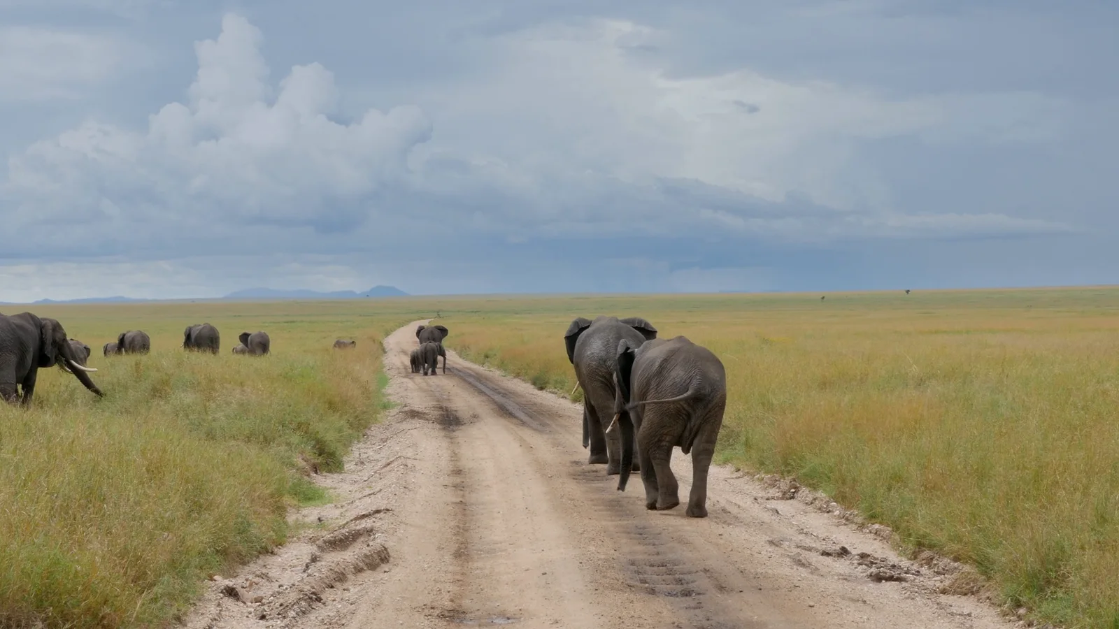 Two elephants walking down a dirt track across green Serengeti grassland