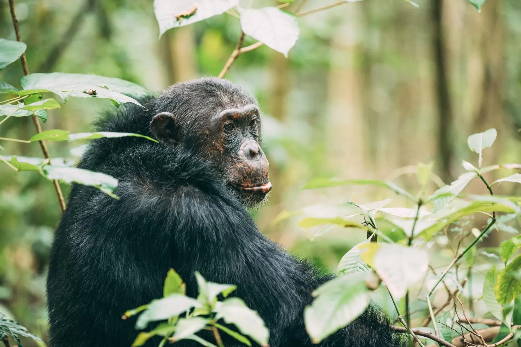 A wild chimpanzee in the Mahale forest, looking out from the leaves