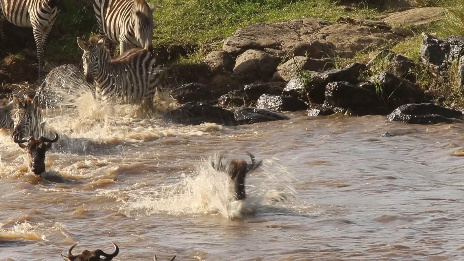 Wildebeest and zebras plunging off a rocky bank into a river