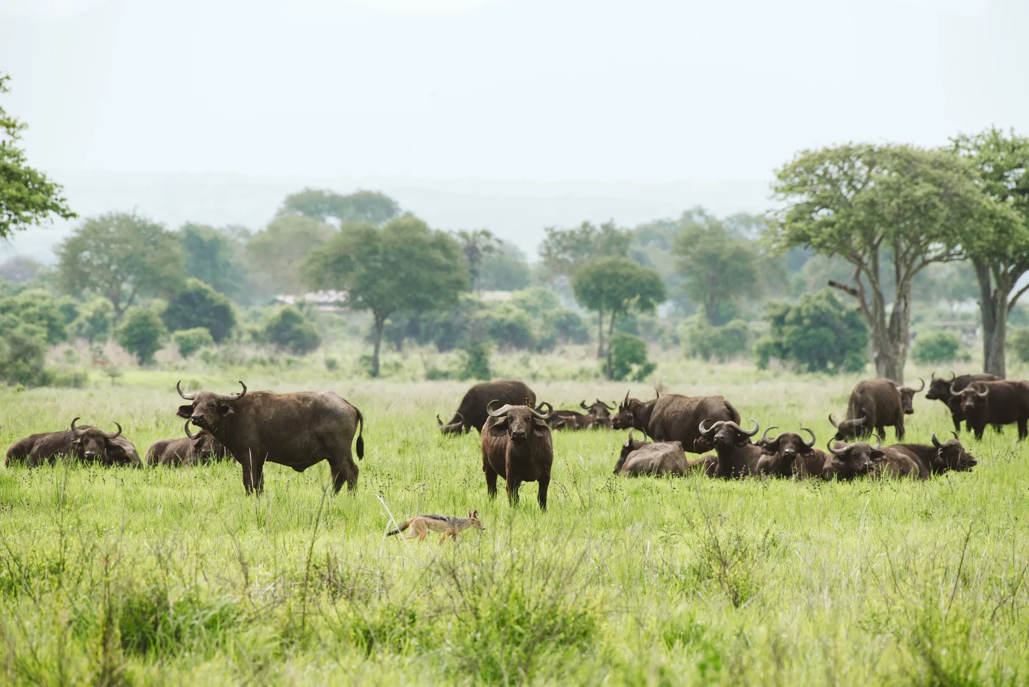 A herd of buffalo grazing on the green Mkata plains of Mikumi, baobabs behind