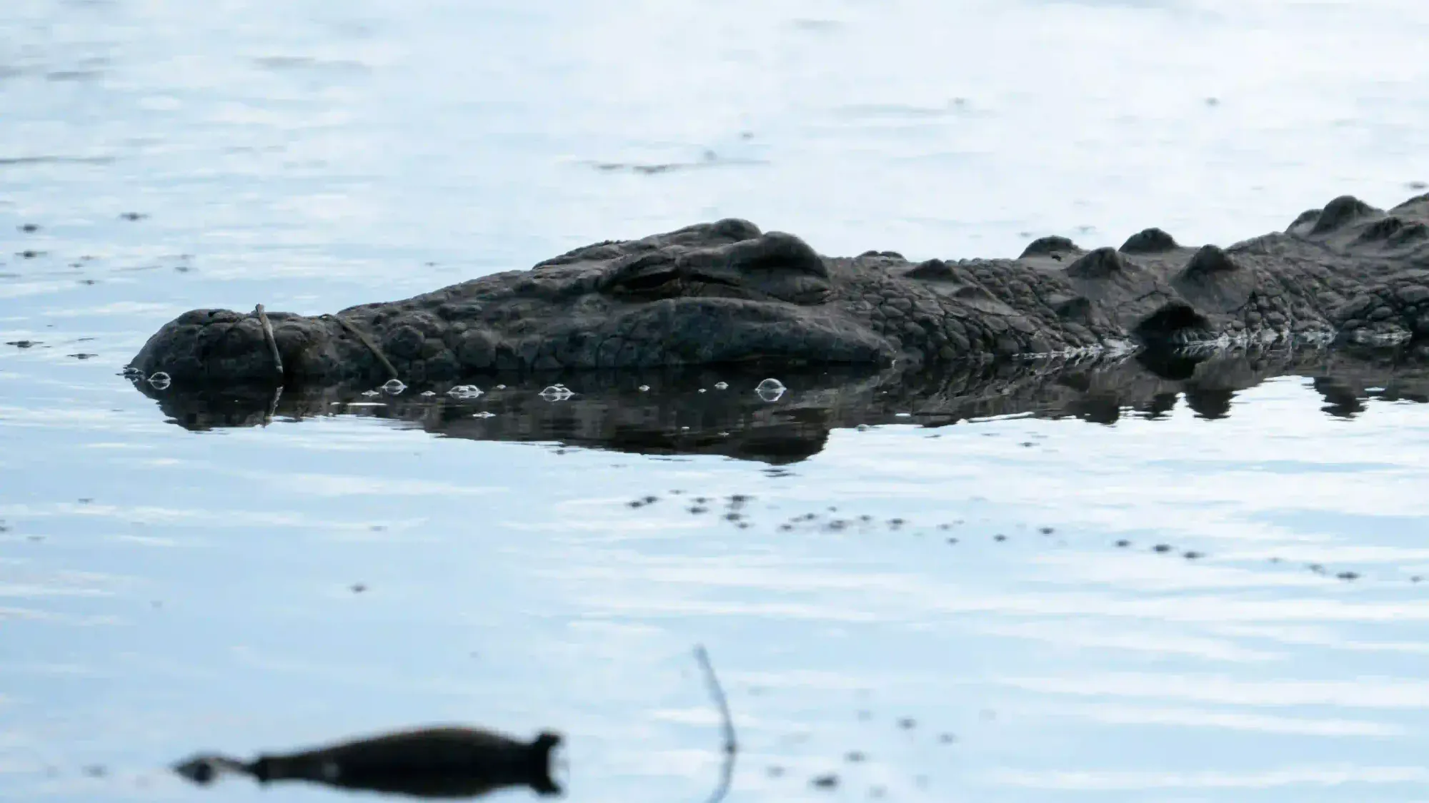 A crocodile lying low in still water, only its eyes and back above the surface