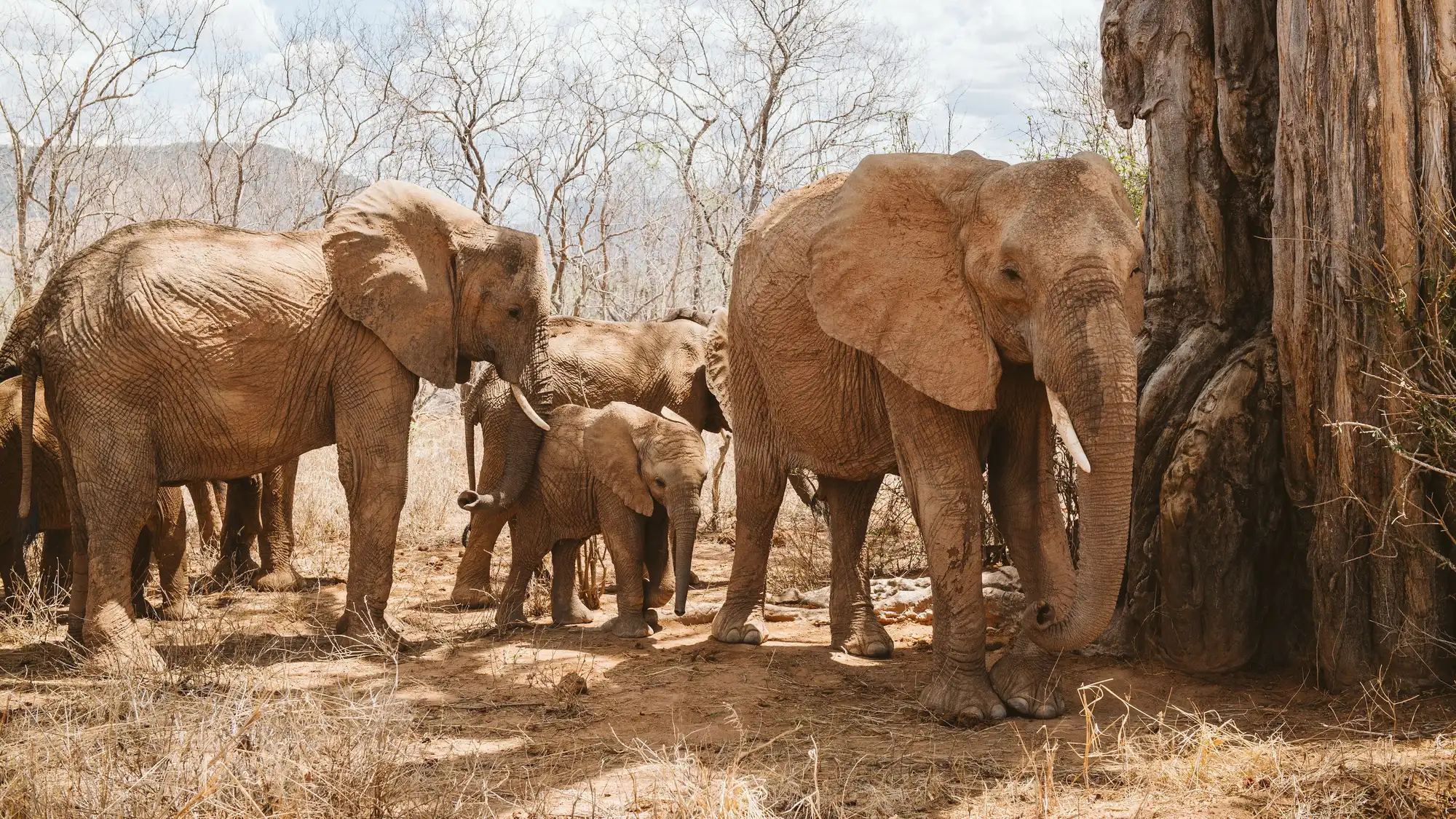 An elephant family with a calf beside the trunk of a baobab in Ruaha