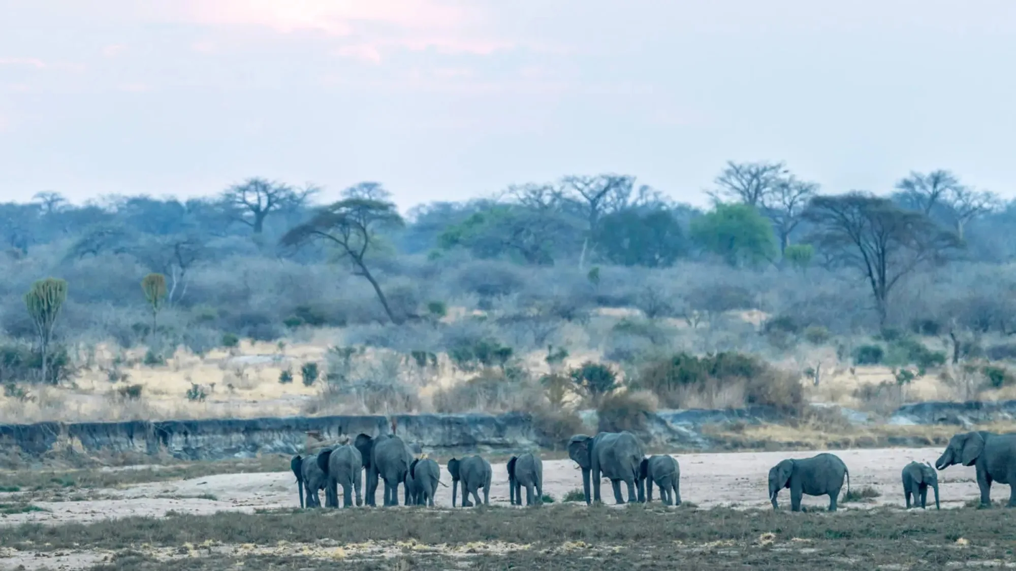 An elephant herd crossing a dry sand river in Ruaha below hills dotted with baobabs