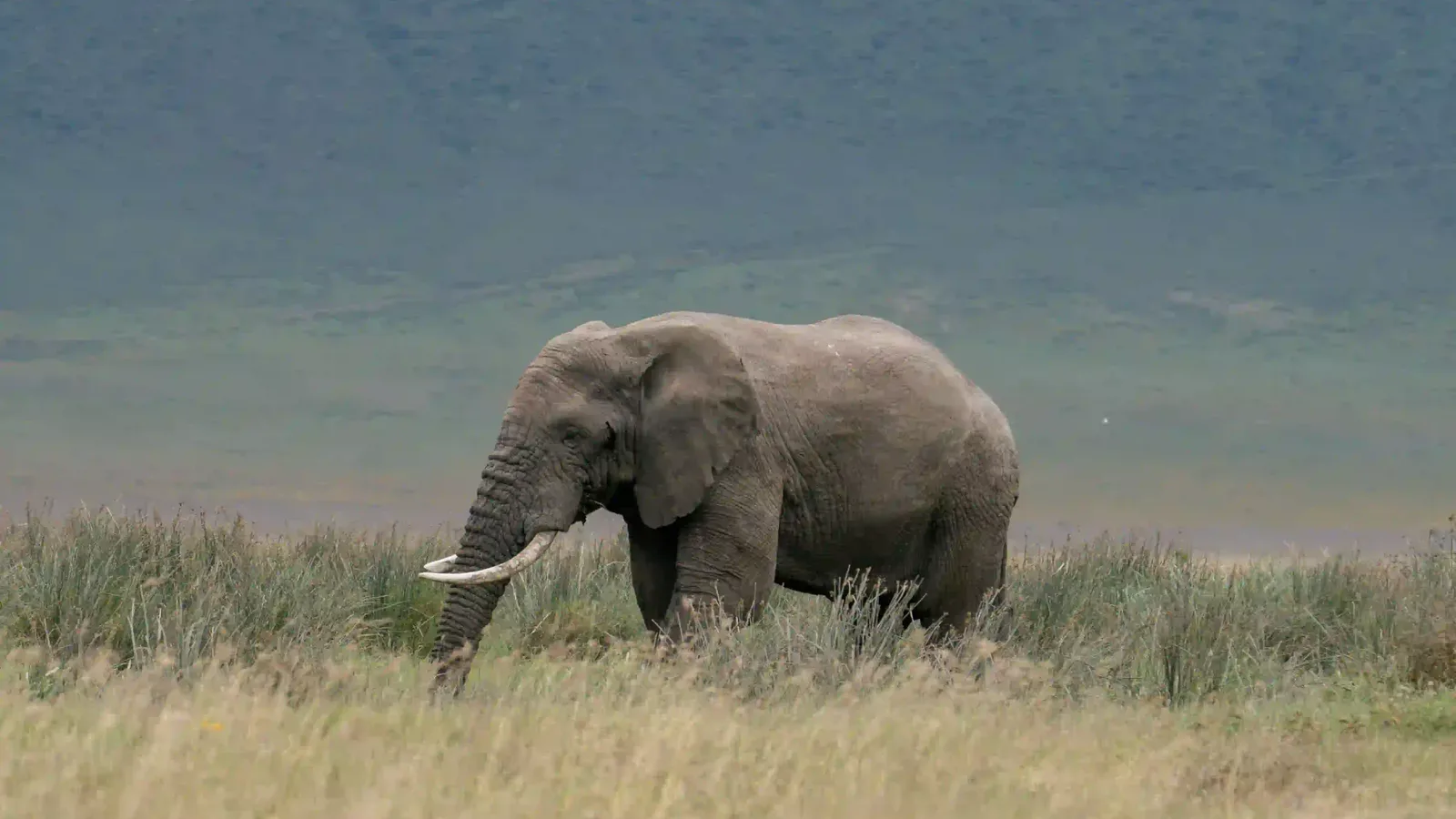 An elephant bull grazing on the Ngorongoro Crater floor below the crater wall